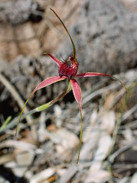 Caladenia arenicola