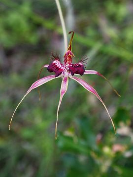 Caladenia arenicola