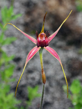 Caladenia arenicola