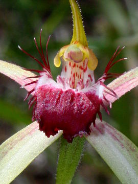 Caladenia arenicola × Caladenia georgei