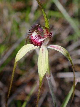 Caladenia arenicola × Caladenia longicauda