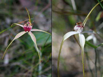 Caladenia arenicola × Caladenia longicauda