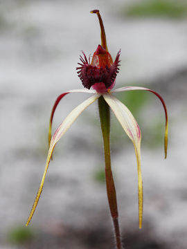 Caladenia arenicola × Caladenia paludosa