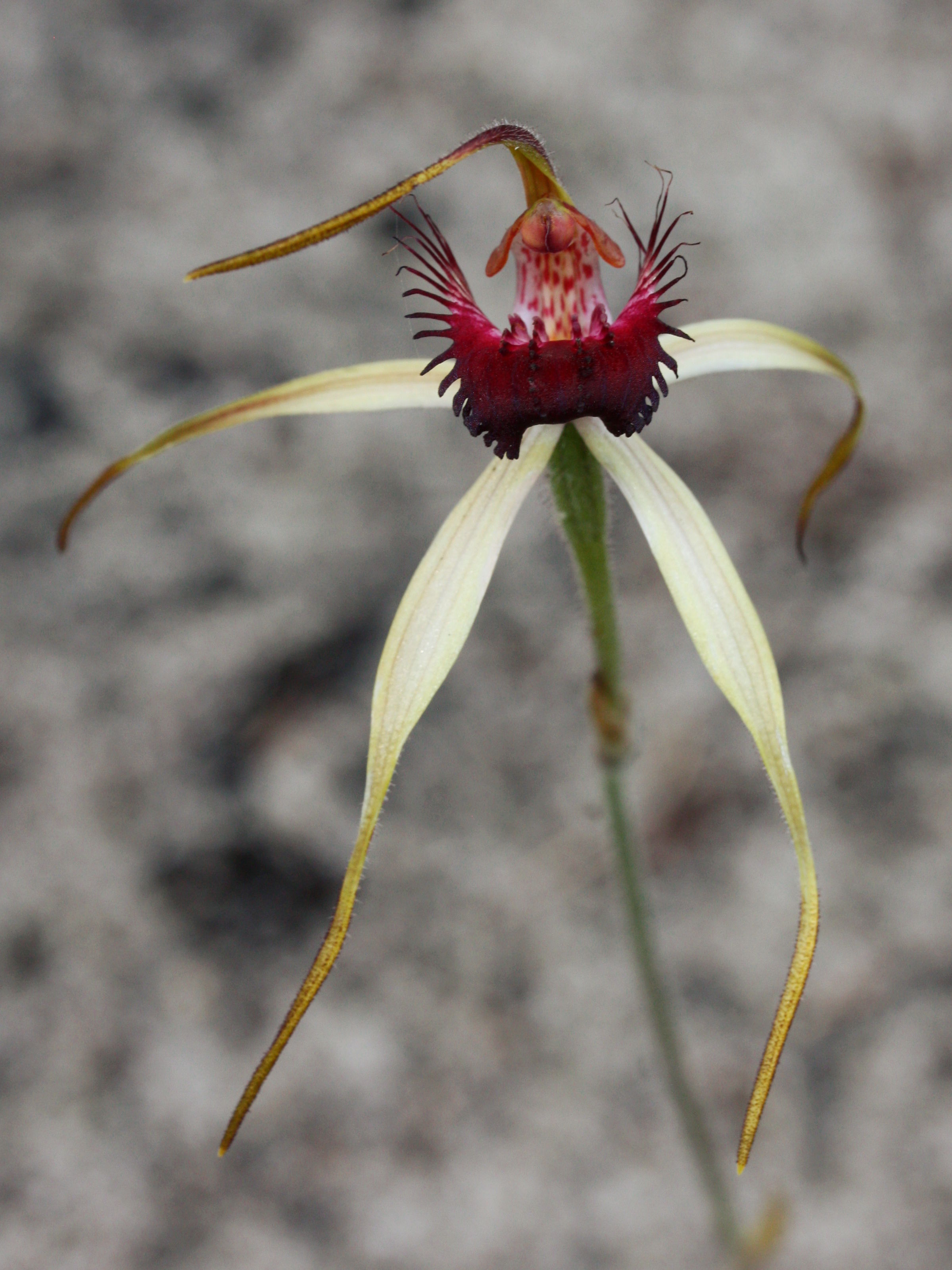 Caladenia arenicola × Caladenia paludosa