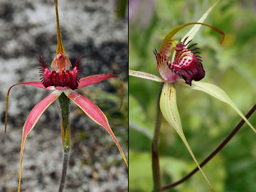 Caladenia arenicola × Caladenia paludosa