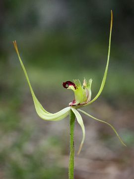 Caladenia attingens