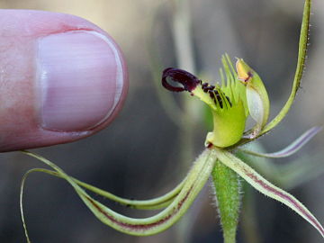 Caladenia attingens
