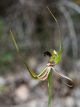 Caladenia attingens