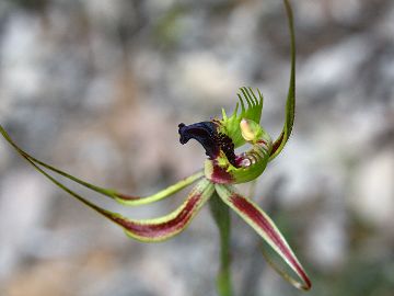 Caladenia attingens