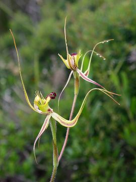 Caladenia attingens