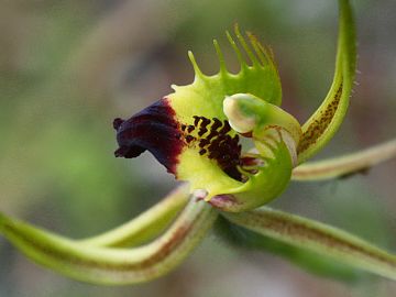 Caladenia attingens