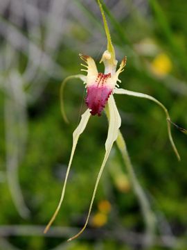 Caladenia attingens × Caladenia infundibularis