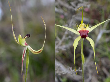 Caladenia attingens × Caladenia infundibularis