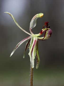Caladenia barbarossa Caladenia barbarossa