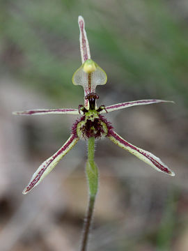 Caladenia barbarossa Caladenia barbarossa