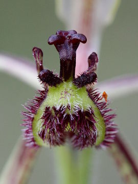 Caladenia barbarossa Caladenia barbarossa