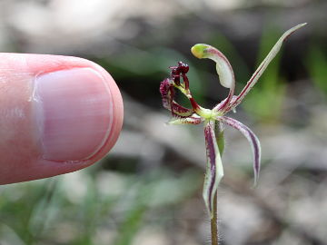 Caladenia barbarossa Caladenia barbarossa