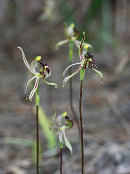 Caladenia barbarossa Caladenia barbarossa