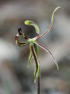 Caladenia barbarossa Caladenia barbarossa