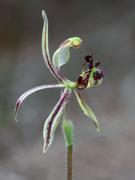 Caladenia barbarossa Caladenia barbarossa