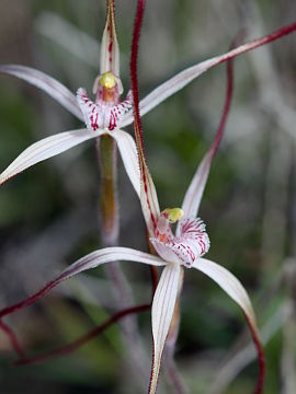 Caladenia bigeminata Caladenia bigeminata