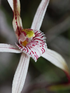 Caladenia bigeminata Caladenia bigeminata