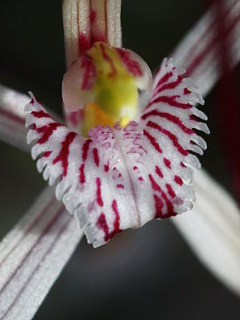 Caladenia bigeminata Caladenia bigeminata