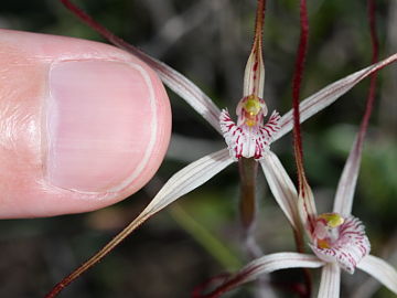 Caladenia bigeminata Caladenia bigeminata