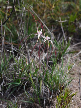 Caladenia bigeminata Caladenia bigeminata