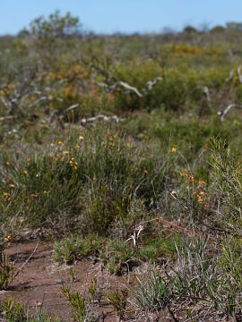 Caladenia bigeminata Caladenia bigeminata