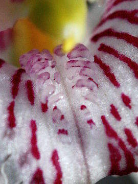 Caladenia bigeminata Caladenia bigeminata
