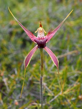 Caladenia brownii