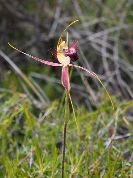 Caladenia brownii