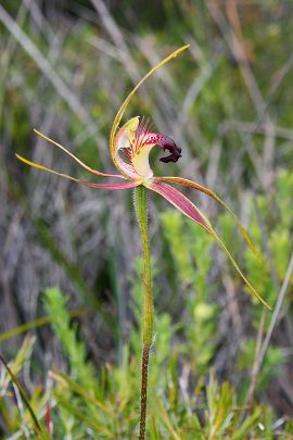 Caladenia brownii