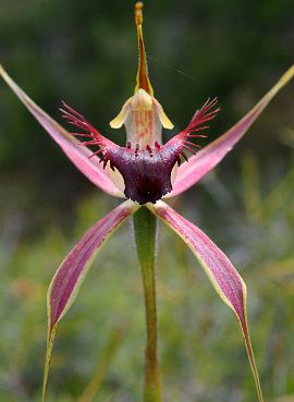 Caladenia brownii