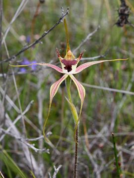 Caladenia brownii