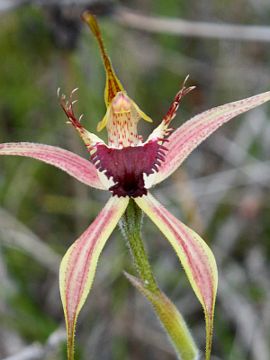 Caladenia brownii