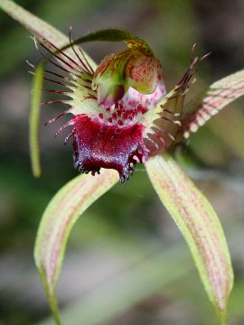 Caladenia brownii