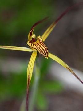 Caladenia caesarea