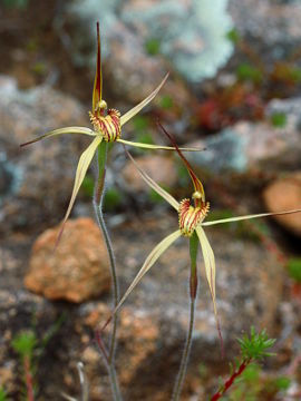 Caladenia caesarea