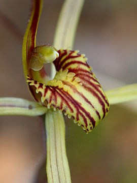 Caladenia caesarea