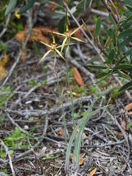 Caladenia caesarea Caladenia caesarea