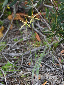 Caladenia caesarea