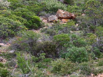 Caladenia caesarea