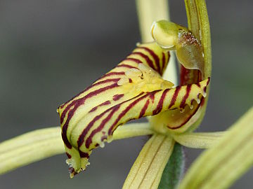 Caladenia caesarea