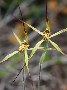 Caladenia caesarea Caladenia caesarea