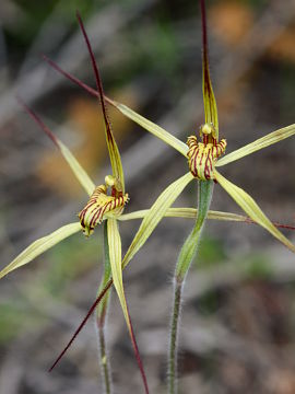 Caladenia caesarea