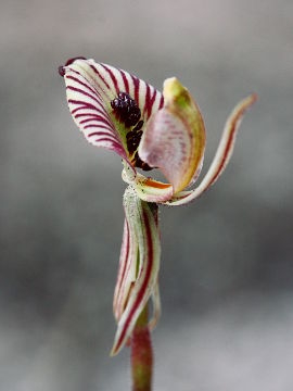 Caladenia cairnsiana Caladenia cairnsiana