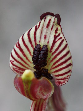 Caladenia cairnsiana Caladenia cairnsiana
