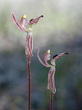 Caladenia cairnsiana Caladenia cairnsiana